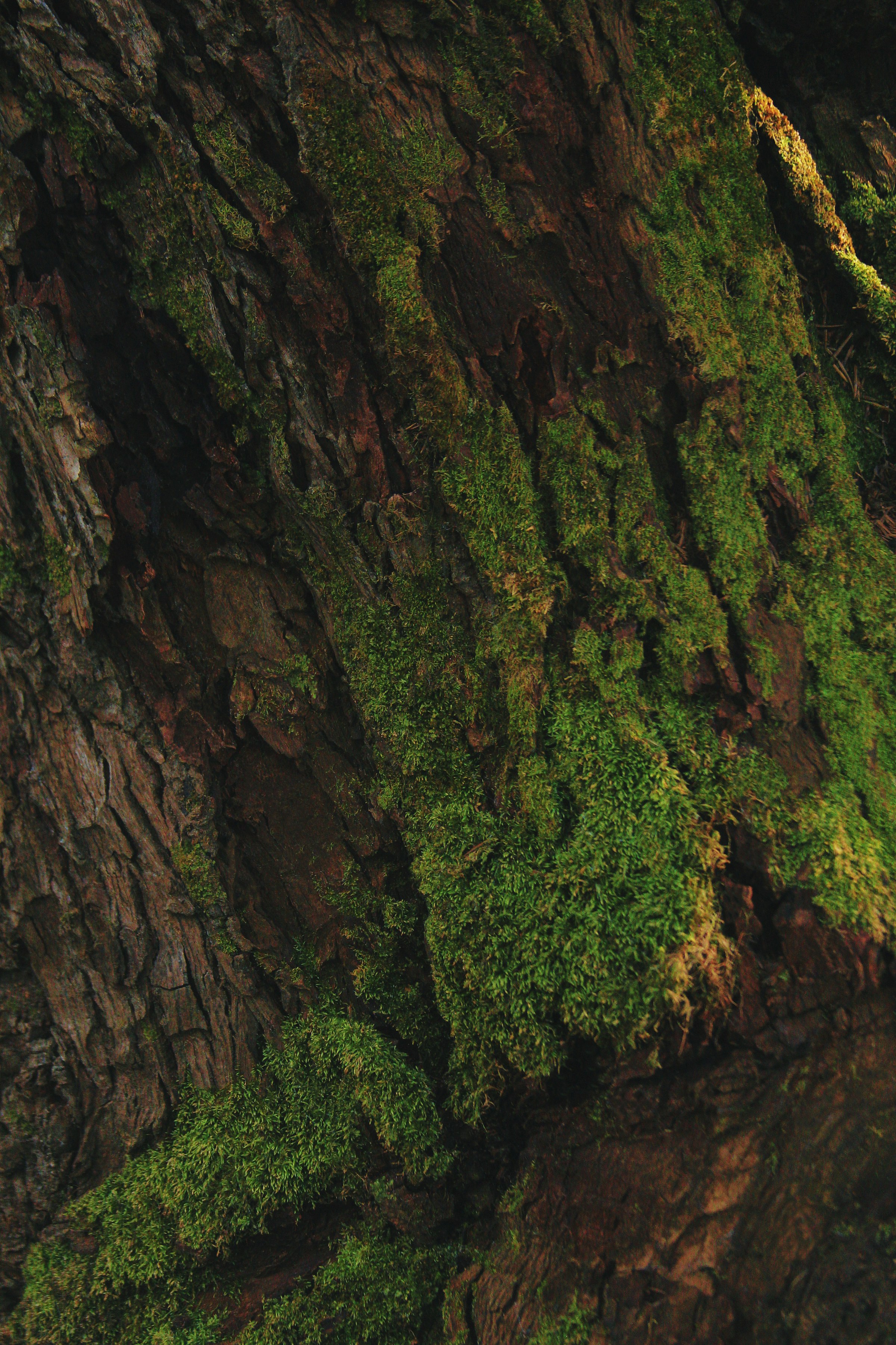 Close detail of moss on tree bark