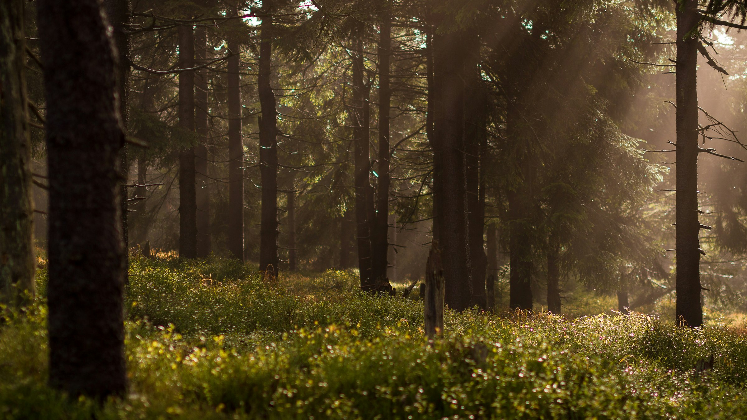 Sunlight through a quiet forest clearing