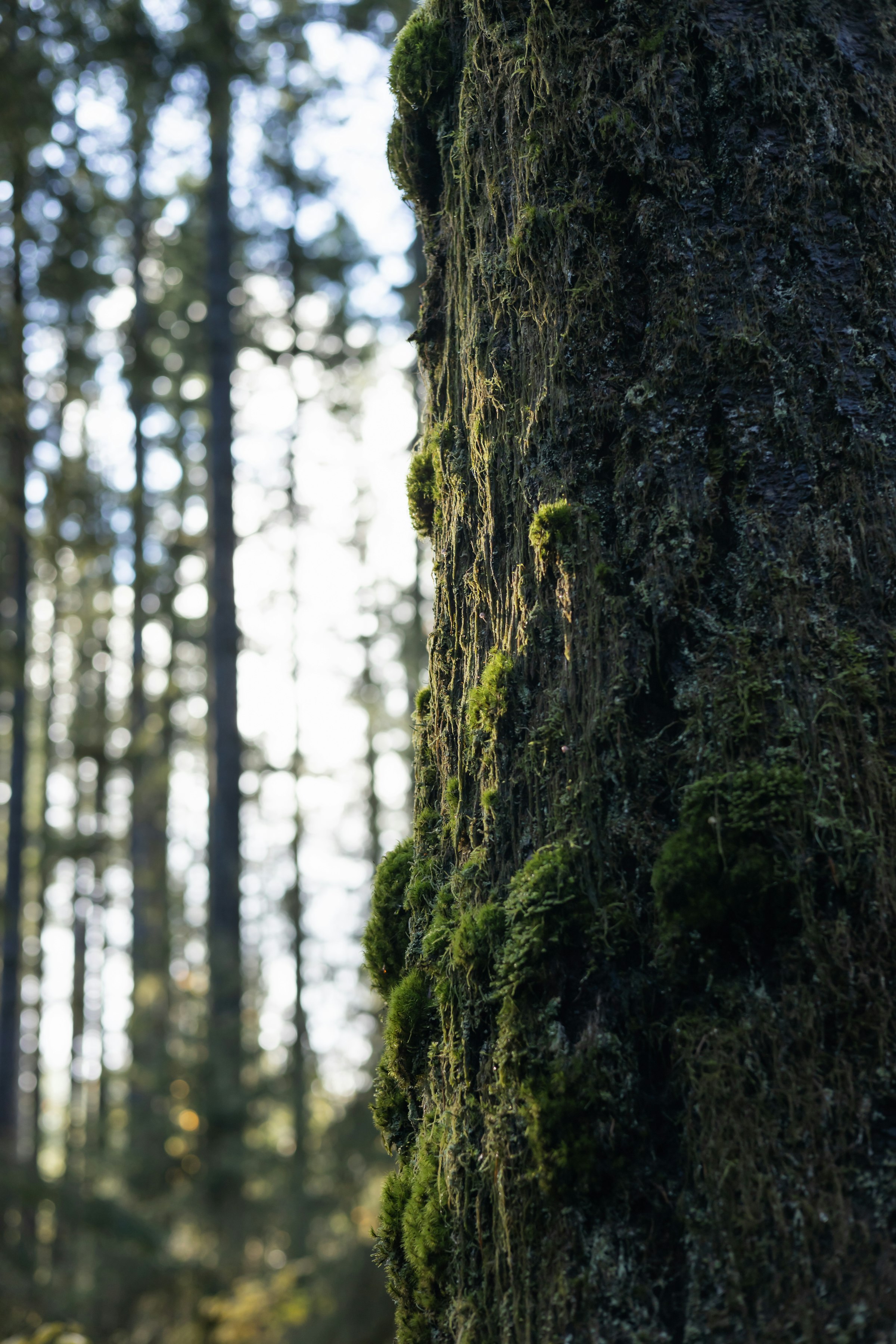 Moss-covered tree bark